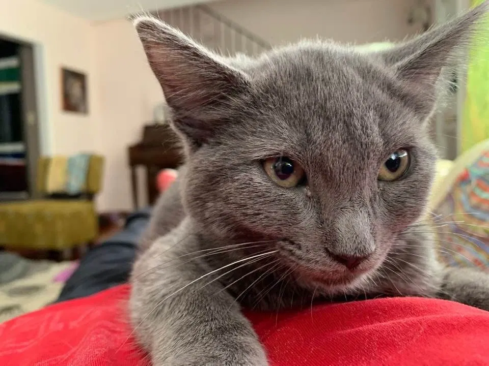 Lost cat in Los Angeles, CA, 90016