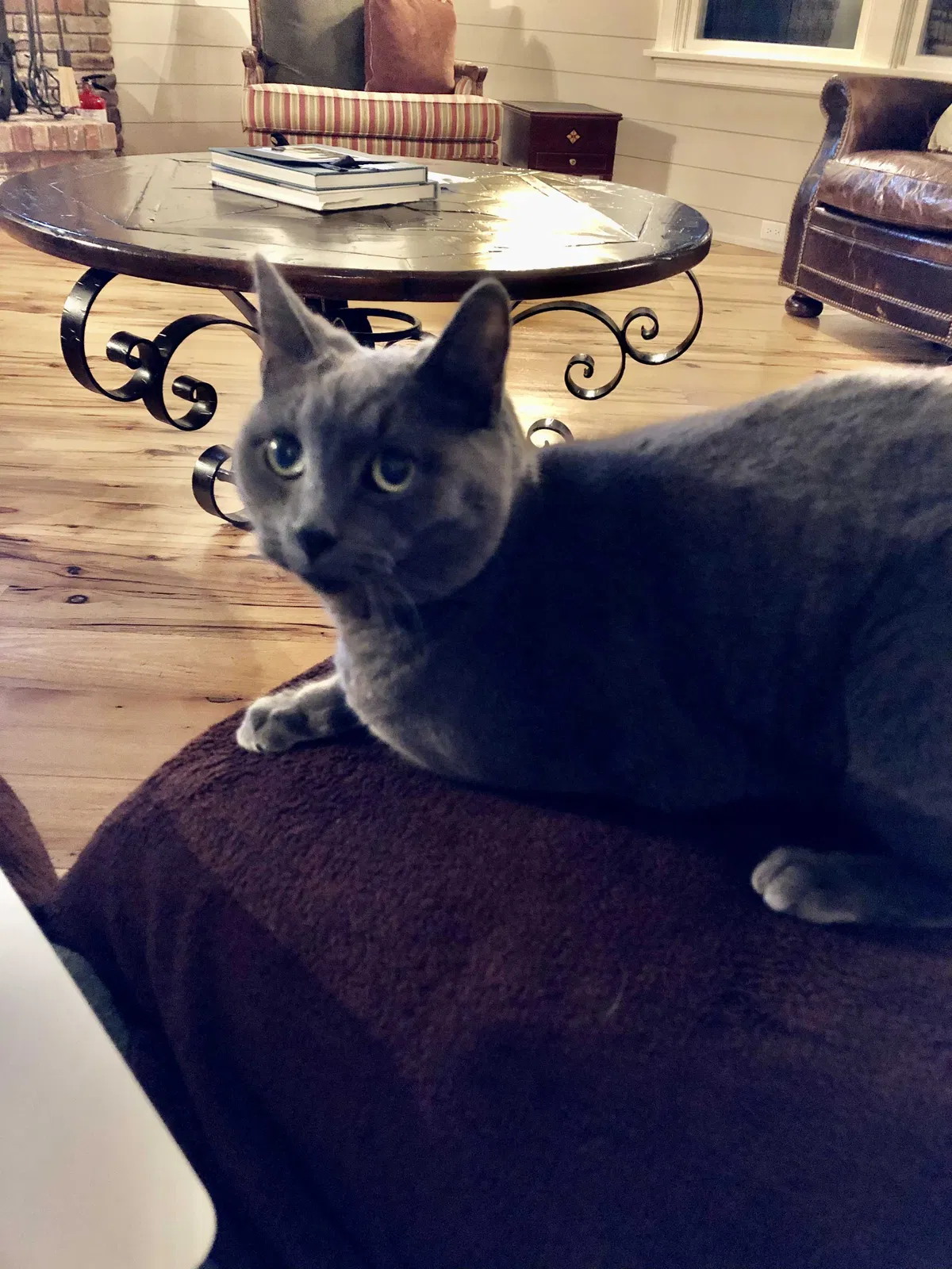 Lost cat in Mendham, NJ, 7945