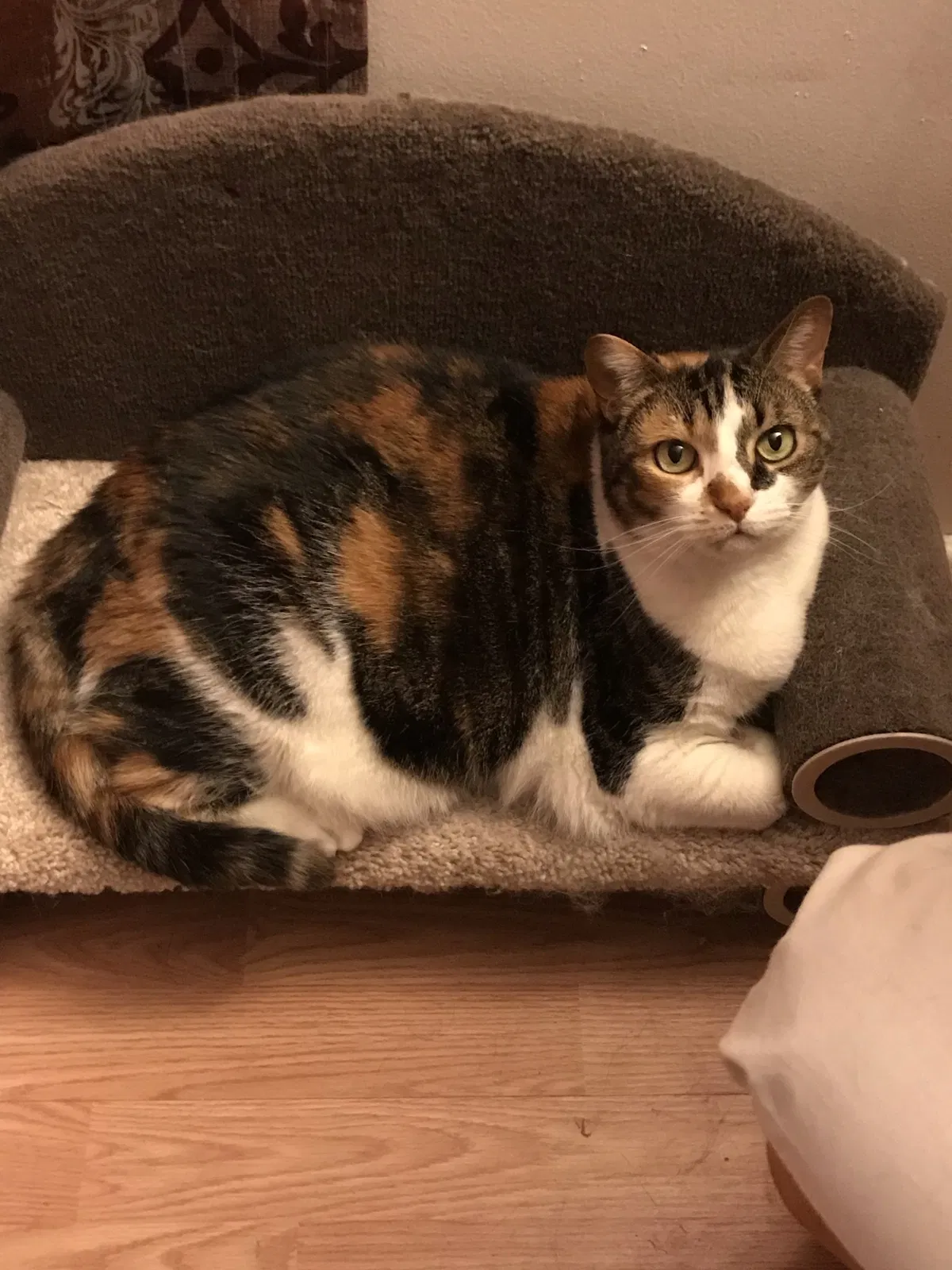Lost cat in Flat Rock, NC, 28731