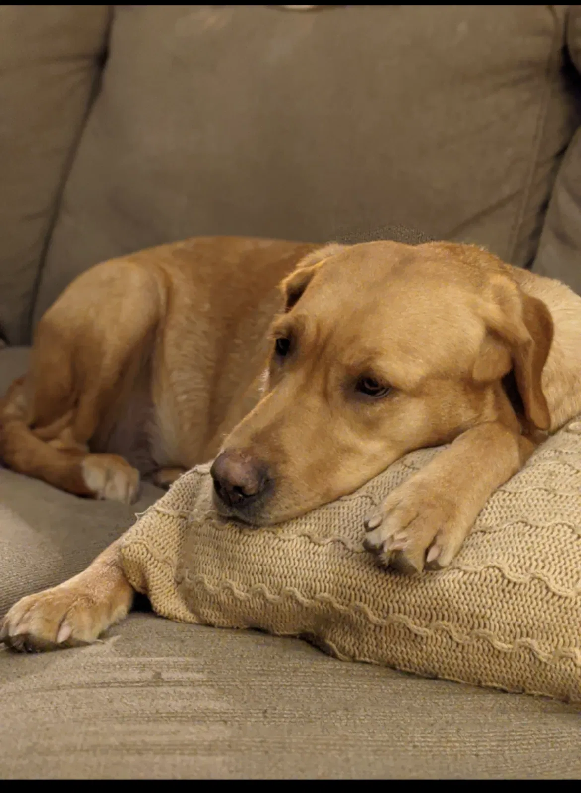 Lost dog in Westby, WI, 54667