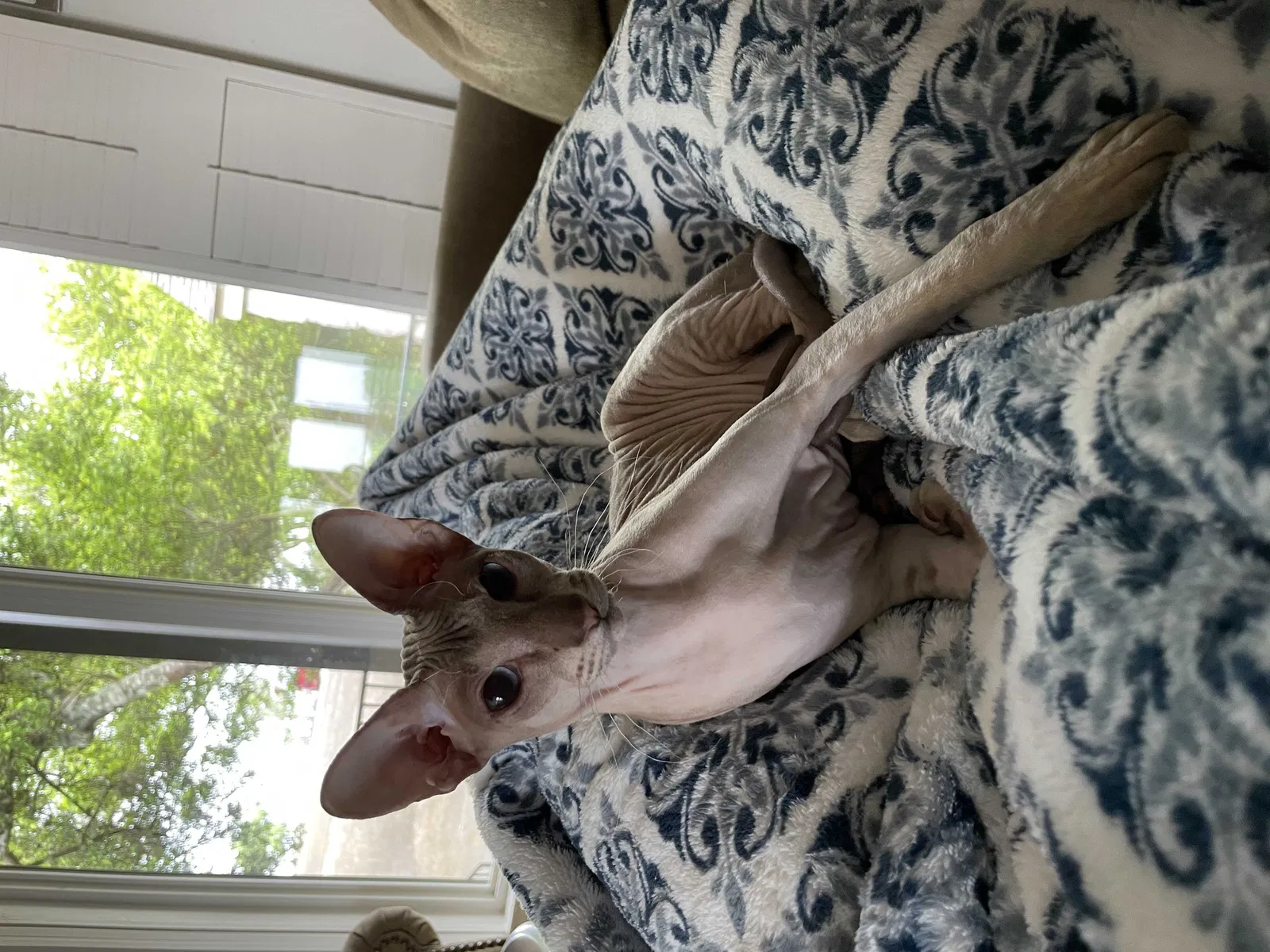 Lost cat in Austin, TX, 78704
