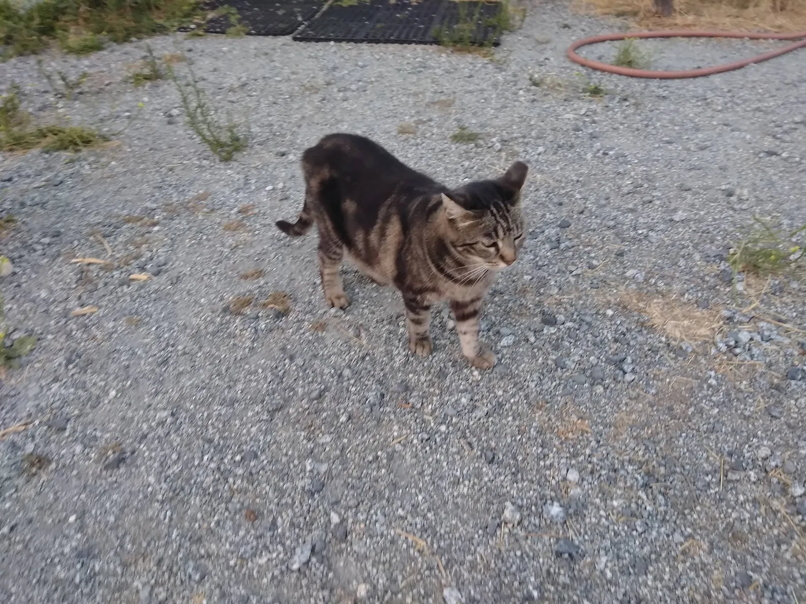 Lost cat in San Martin, CA, 95046