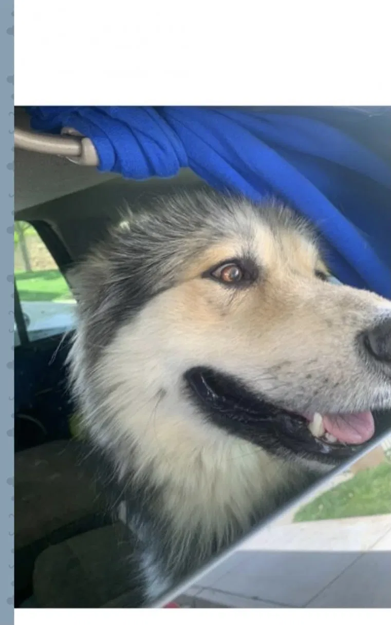 Lost dog in Moreno Valley, CA, 92557