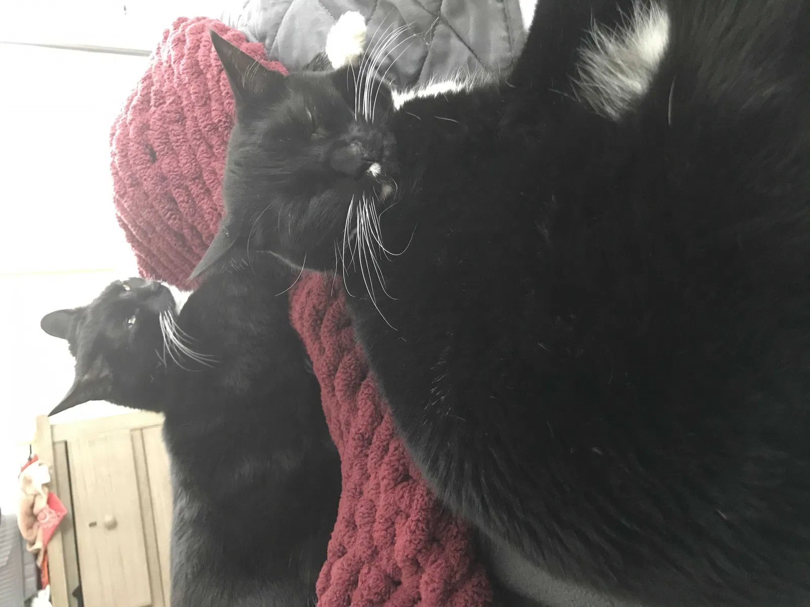 Lost cat in Buffalo Grove, IL, 60089