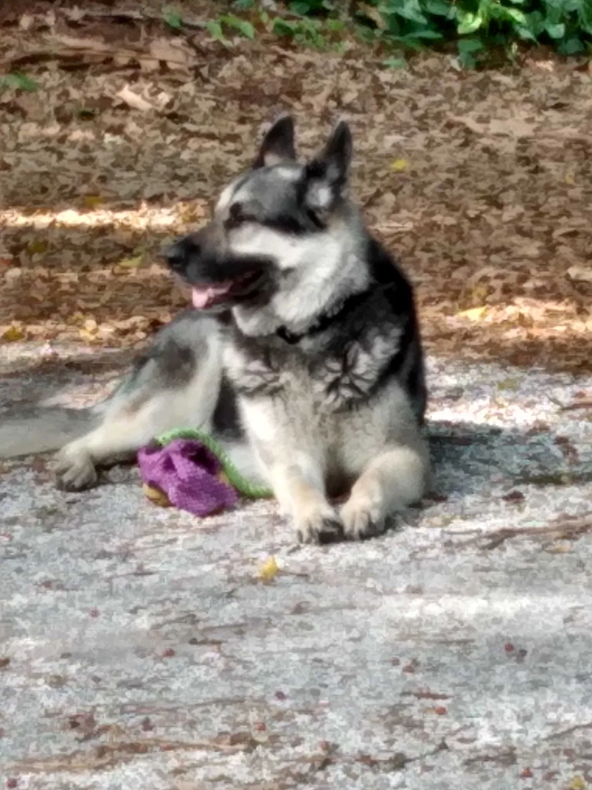 Lost dog in Venice, FL, 34293