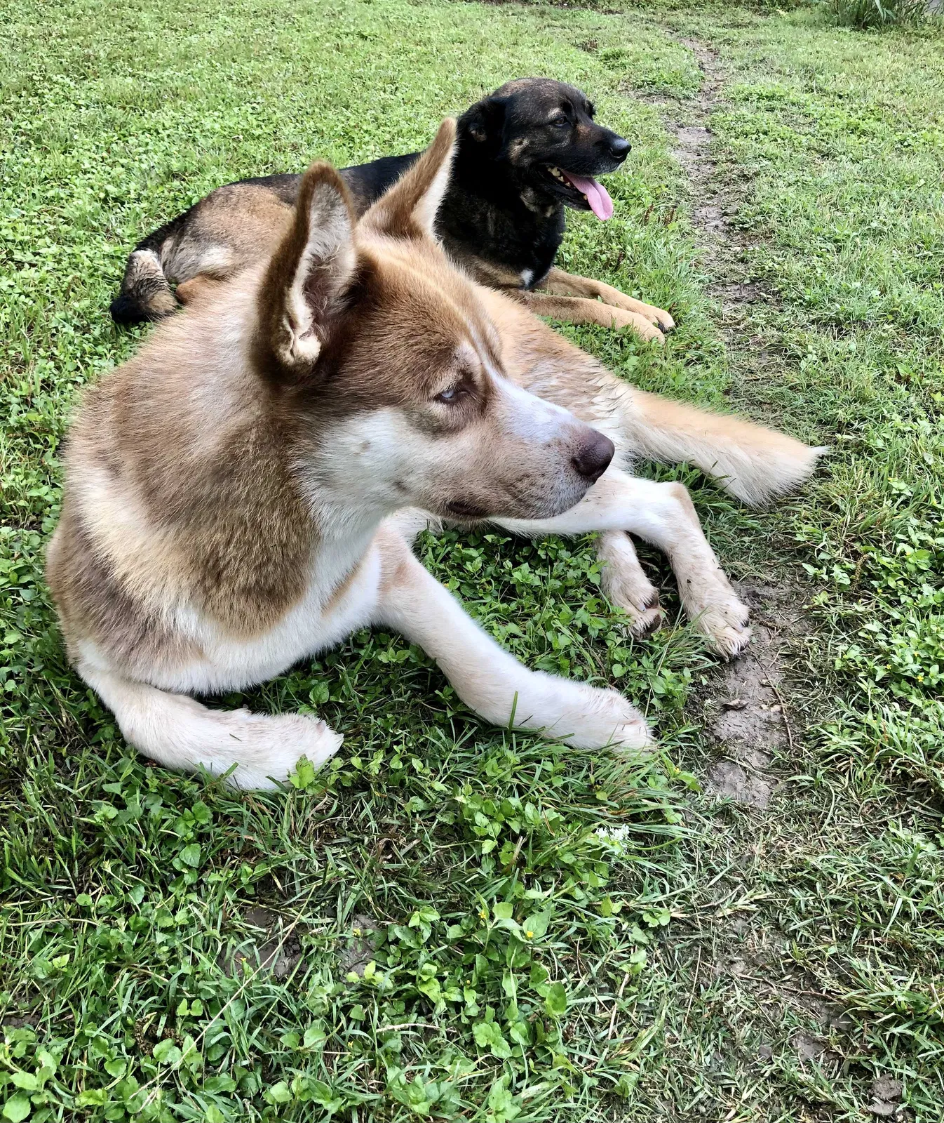 Lost dog in Hewitt, TX, 76643