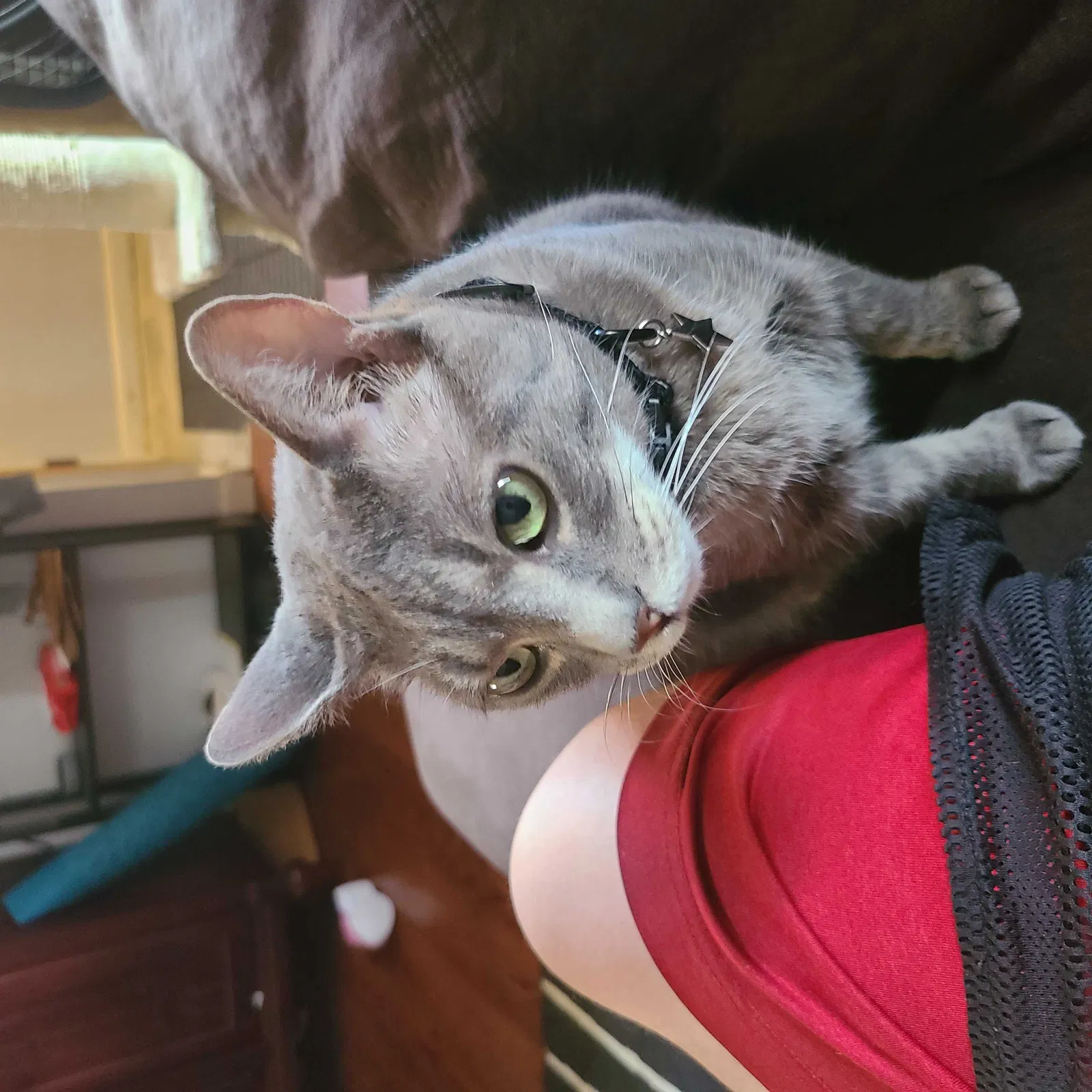 Lost cat in Redford, MI, 48240