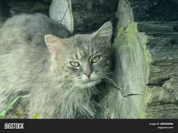 Lost cat in Mcintosh, MN, 56556