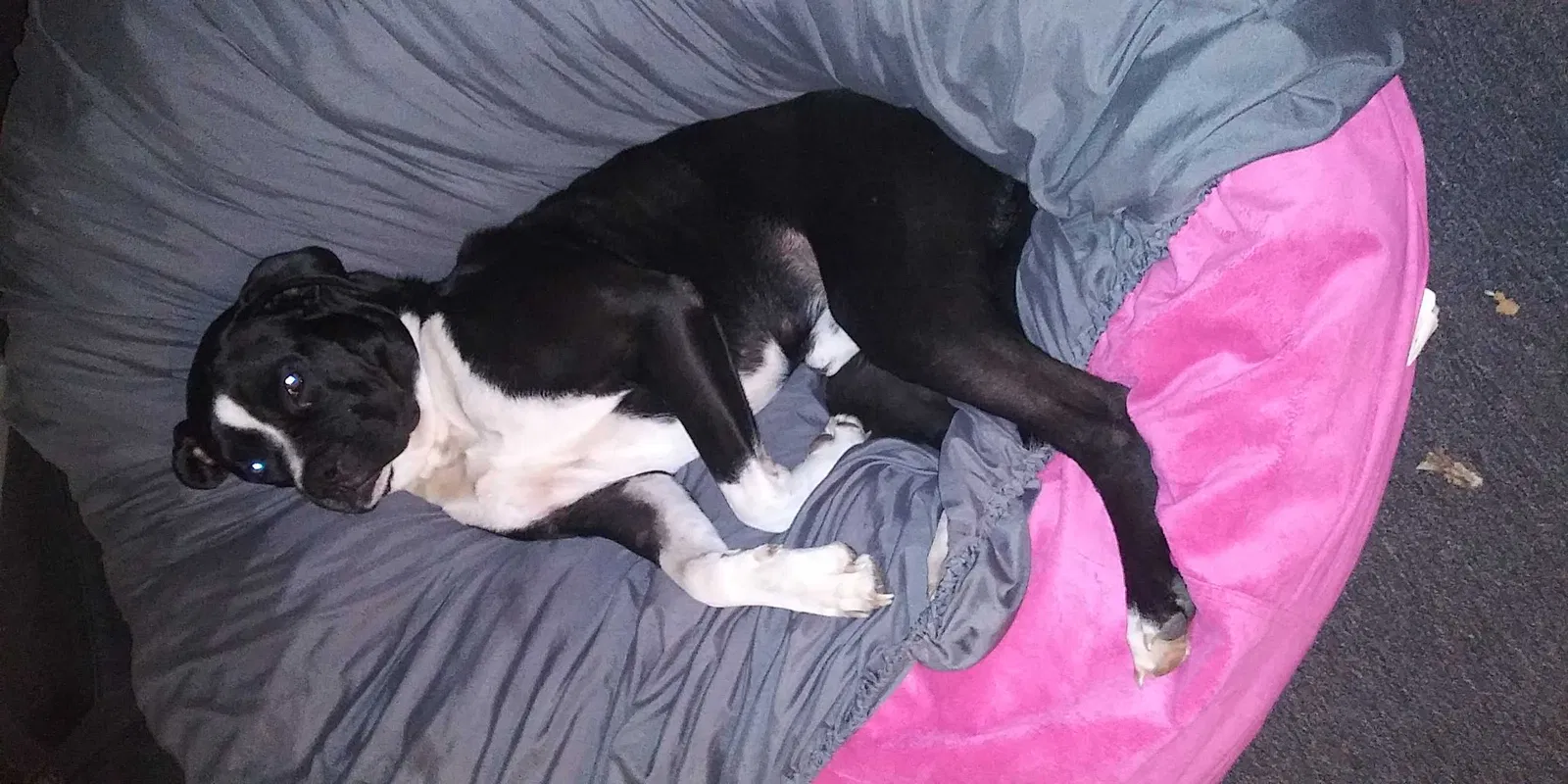 Lost dog in Prairieville, LA, 70769