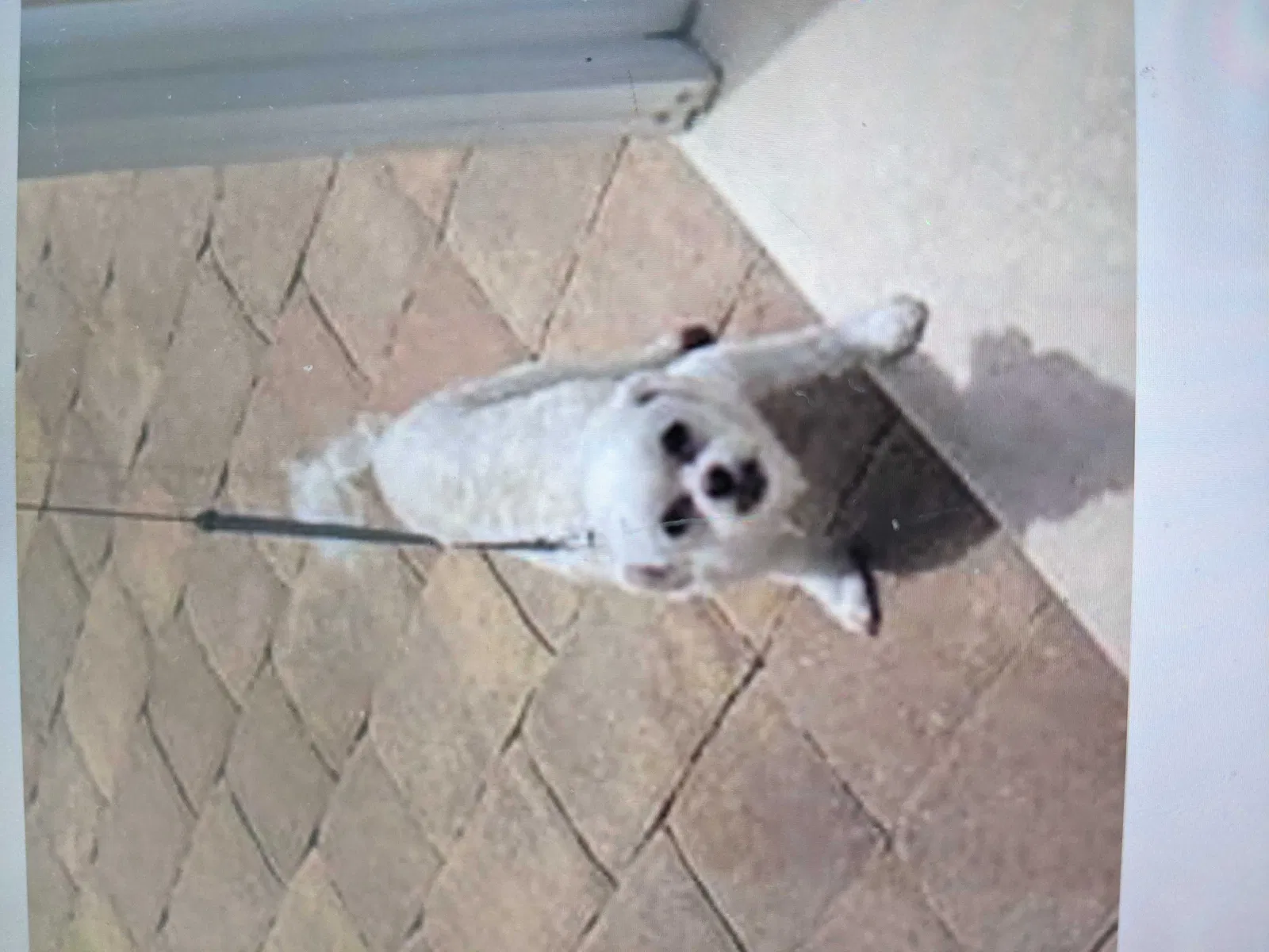 Lost dog in Port Saint Lucie, FL, 34984