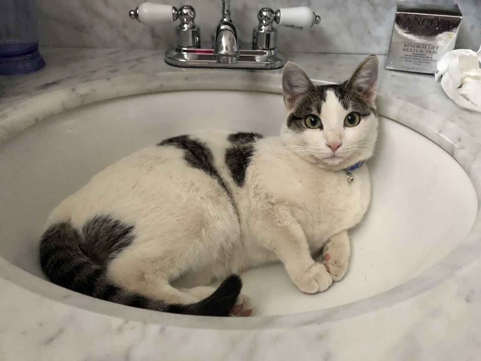 Lost cat in Albuquerque, NM, 87111