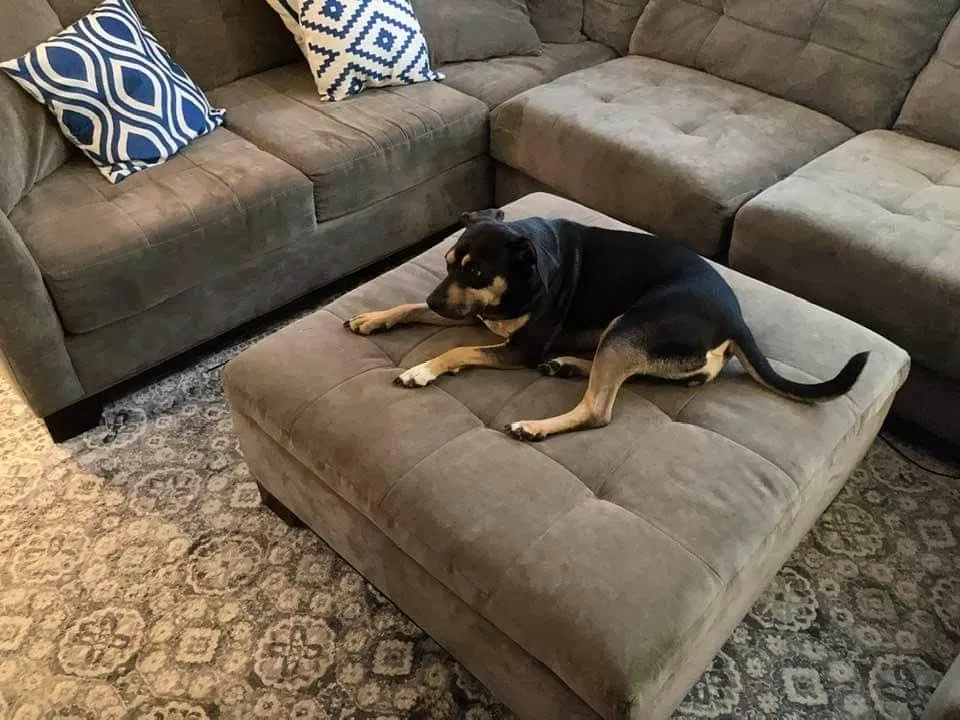 Lost dog in Ephrata, PA, 17522