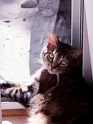Lost cat in Sauk Rapids, MN, 56379