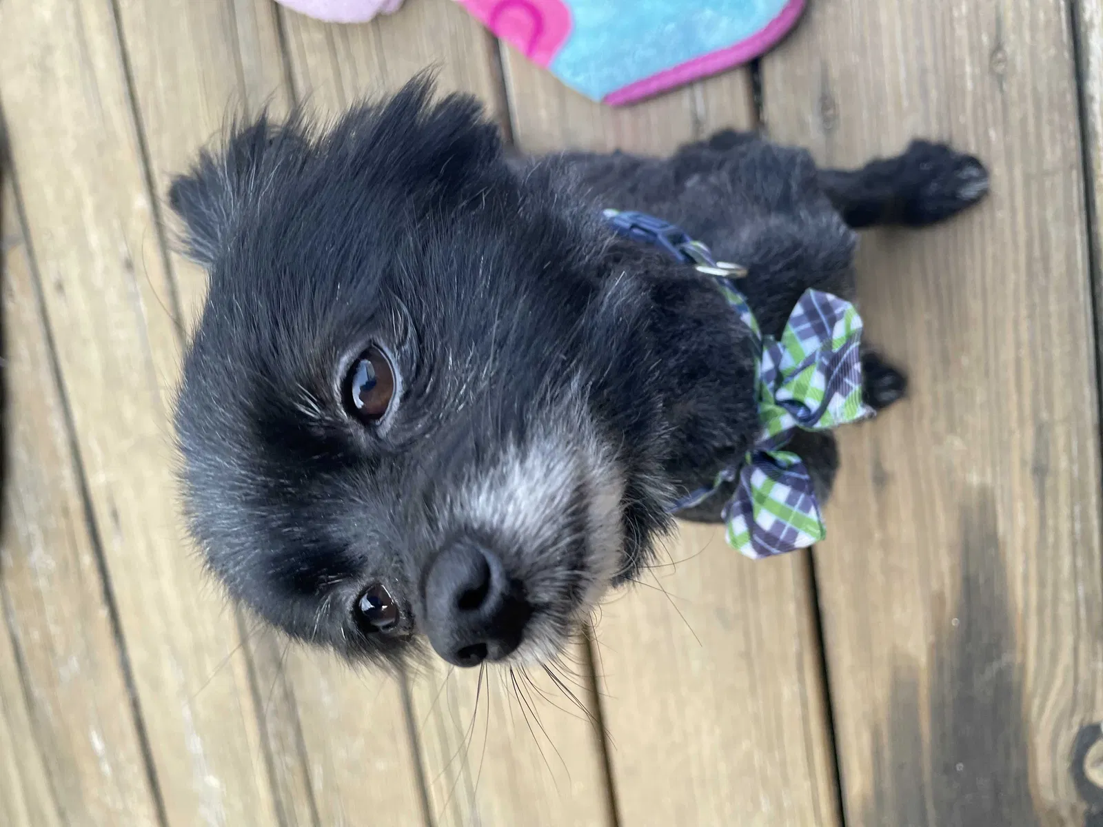 Found dog in Mammoth Cave, KY, 42259