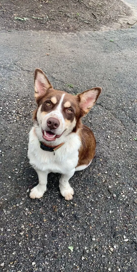 Lost dog in Centre, AL, 35960