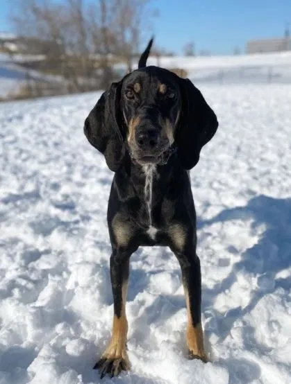Lost dog in West Des Moines, IA, 50266
