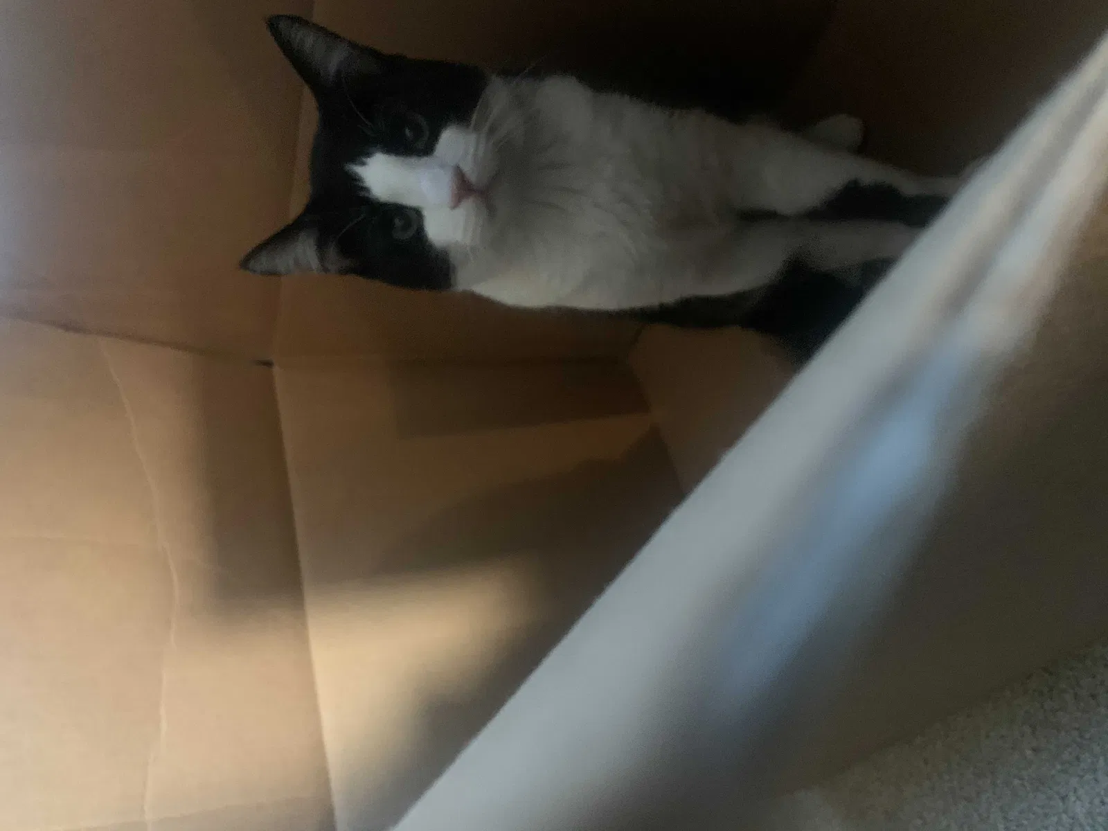 Lost cat in Tracy, CA, 95304