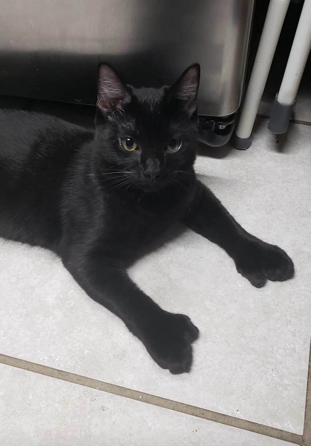 Lost cat in Katy, TX, 77449