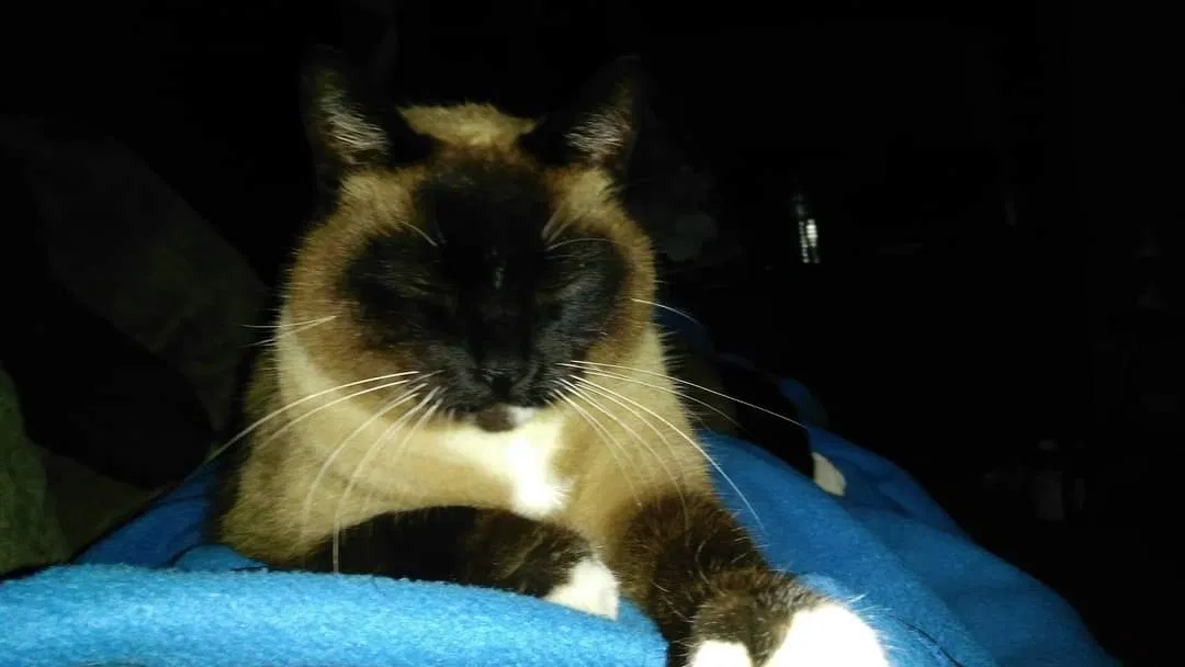 Lost cat in New Orleans, LA, 70118