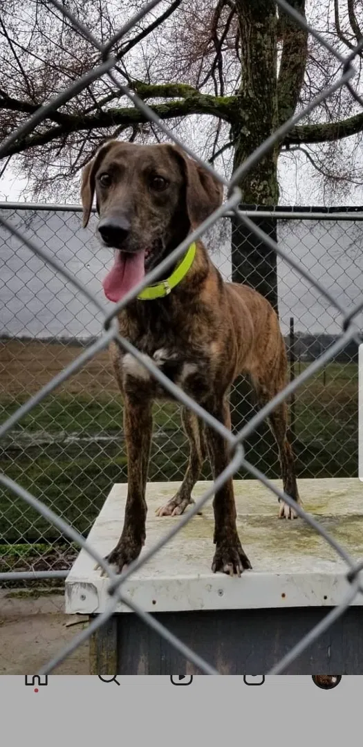 Lost dog in Greenback, TN, 37742