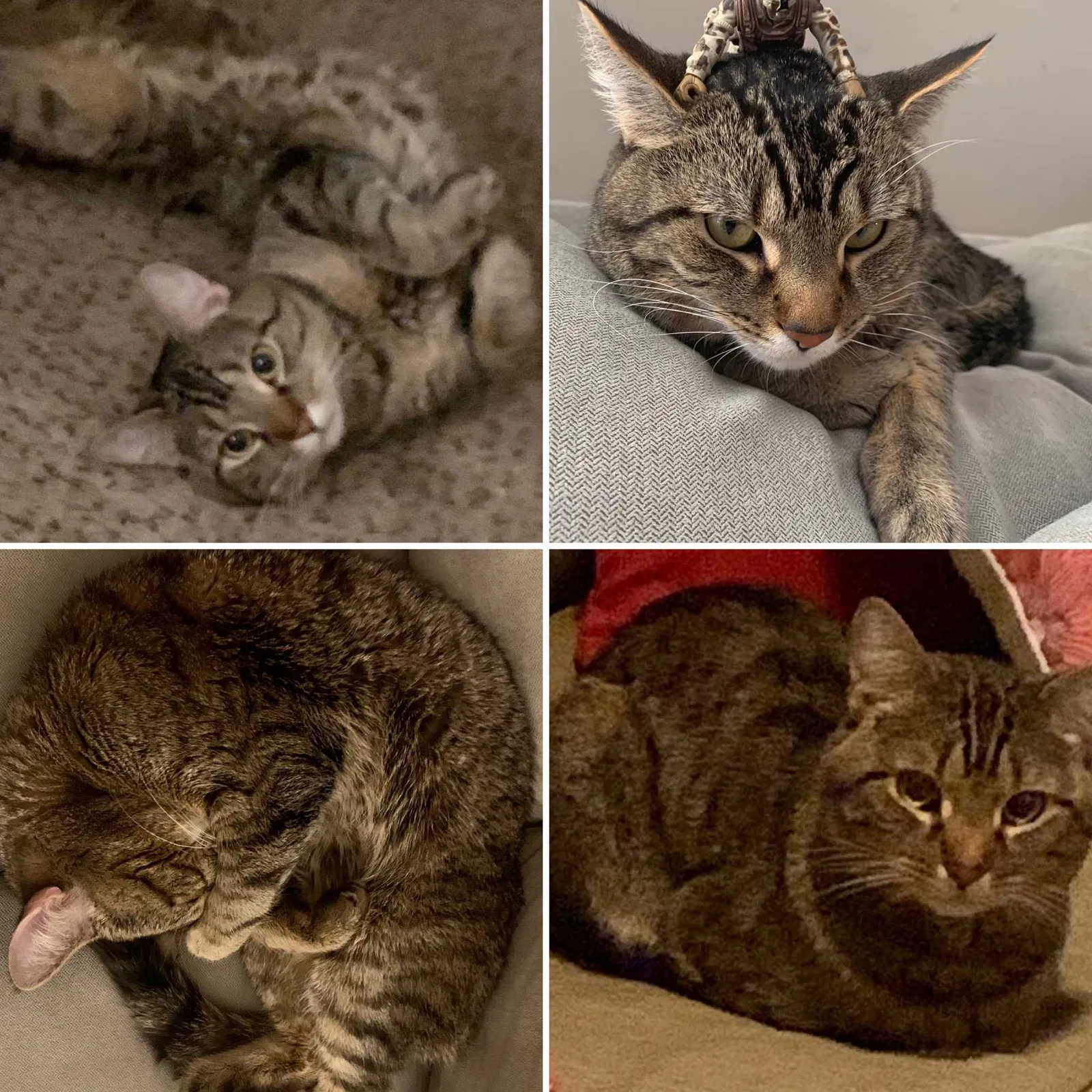 Lost cat in Powell, OH, 43065