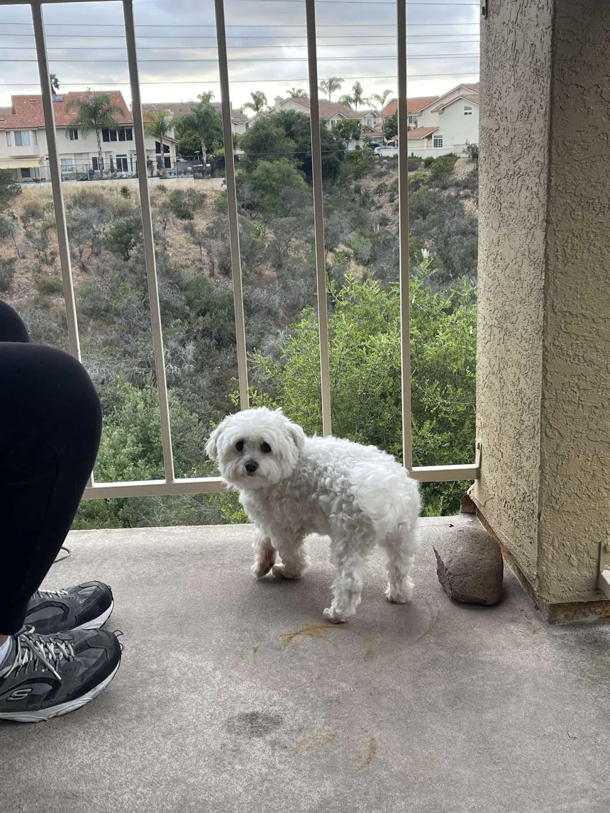 Lost dog in National City, CA, 91950
