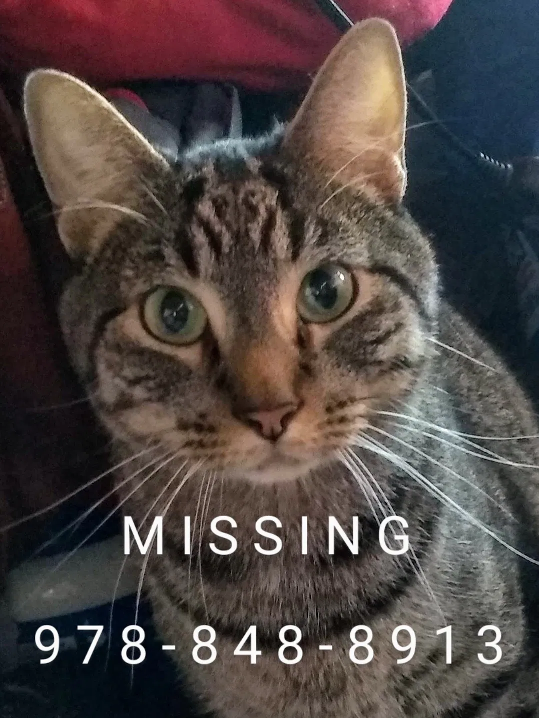Lost cat in North Chelmsford, MA, 1863