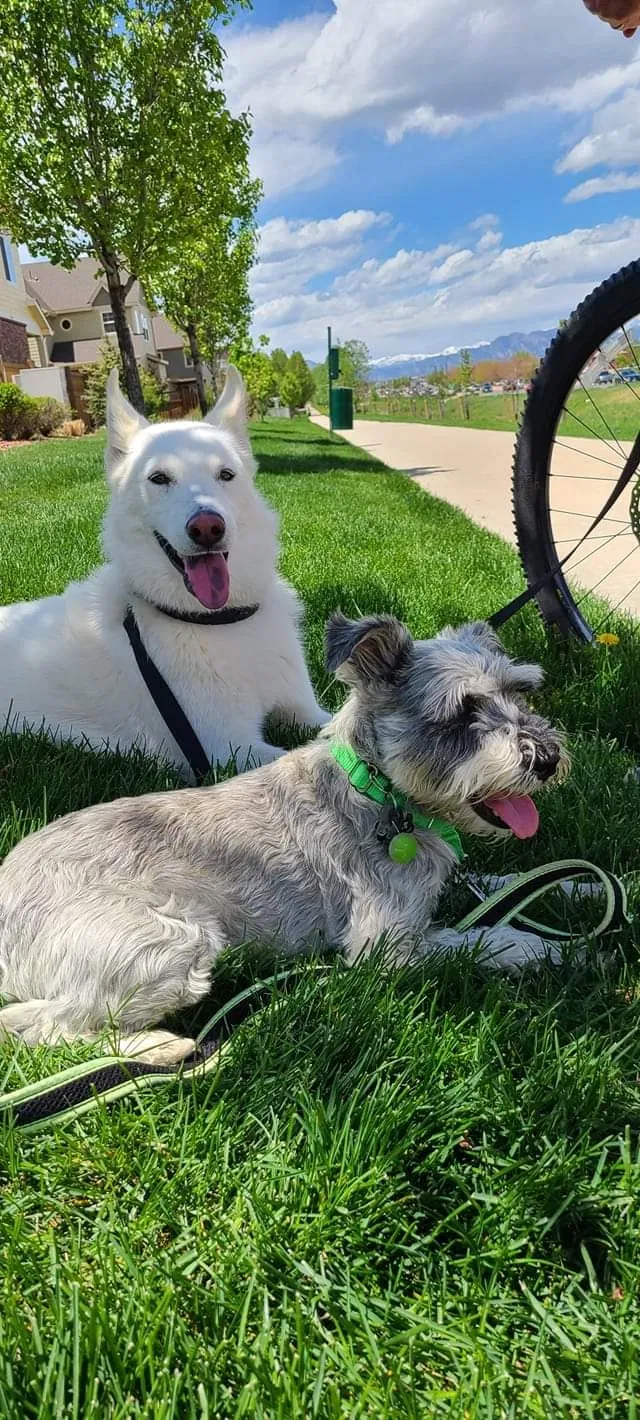 Lost dog in Westminster, CO, 80031