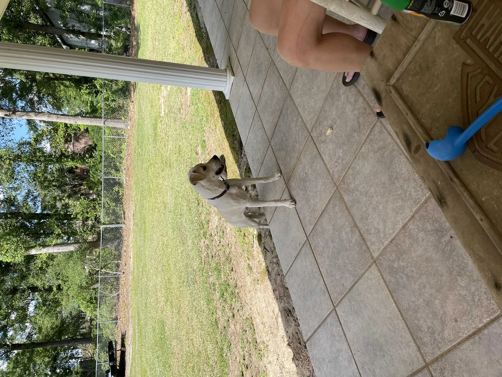 Found dog in Dothan, AL, 36303