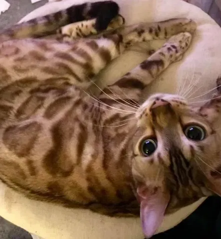 Lost cat in Levittown, PA, 19055