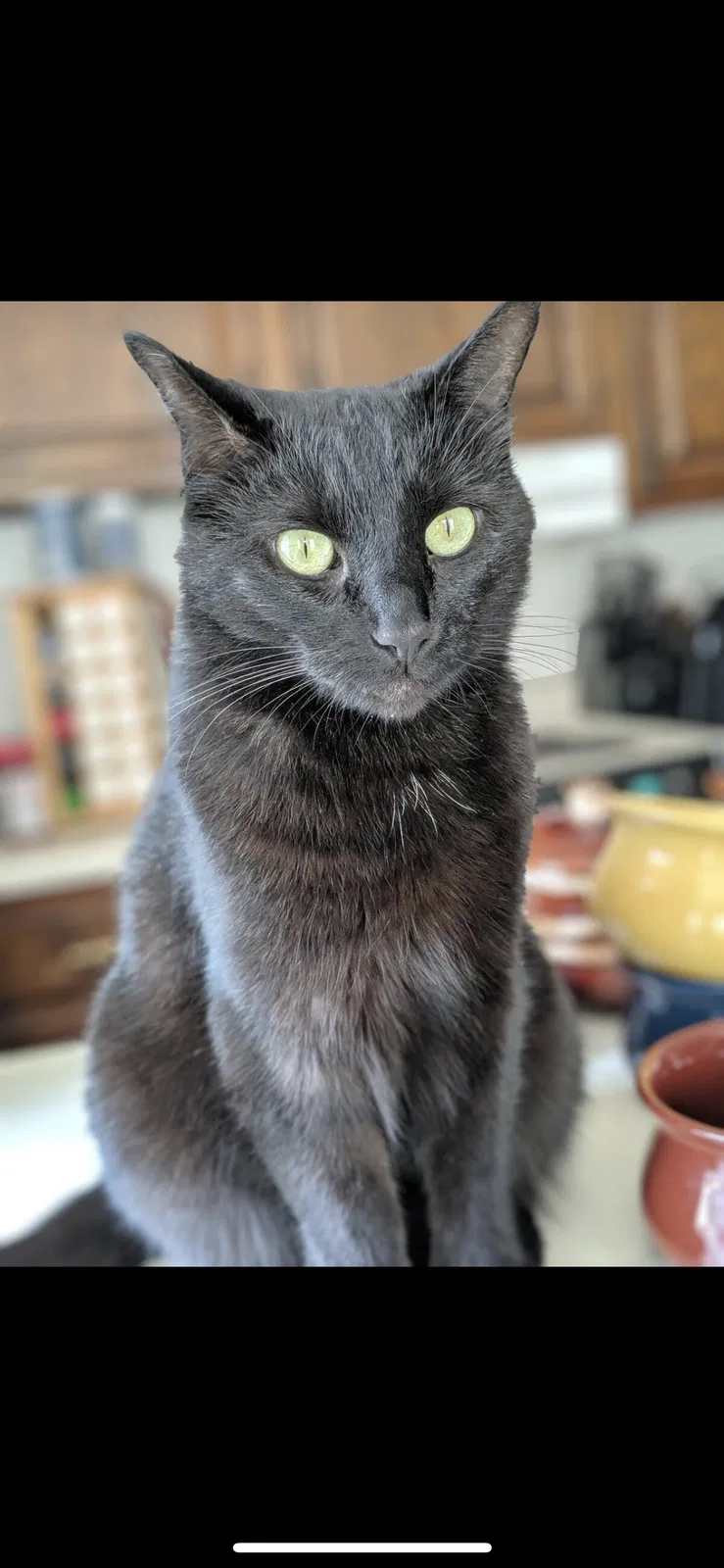 Lost cat in Toledo, OH, 43613