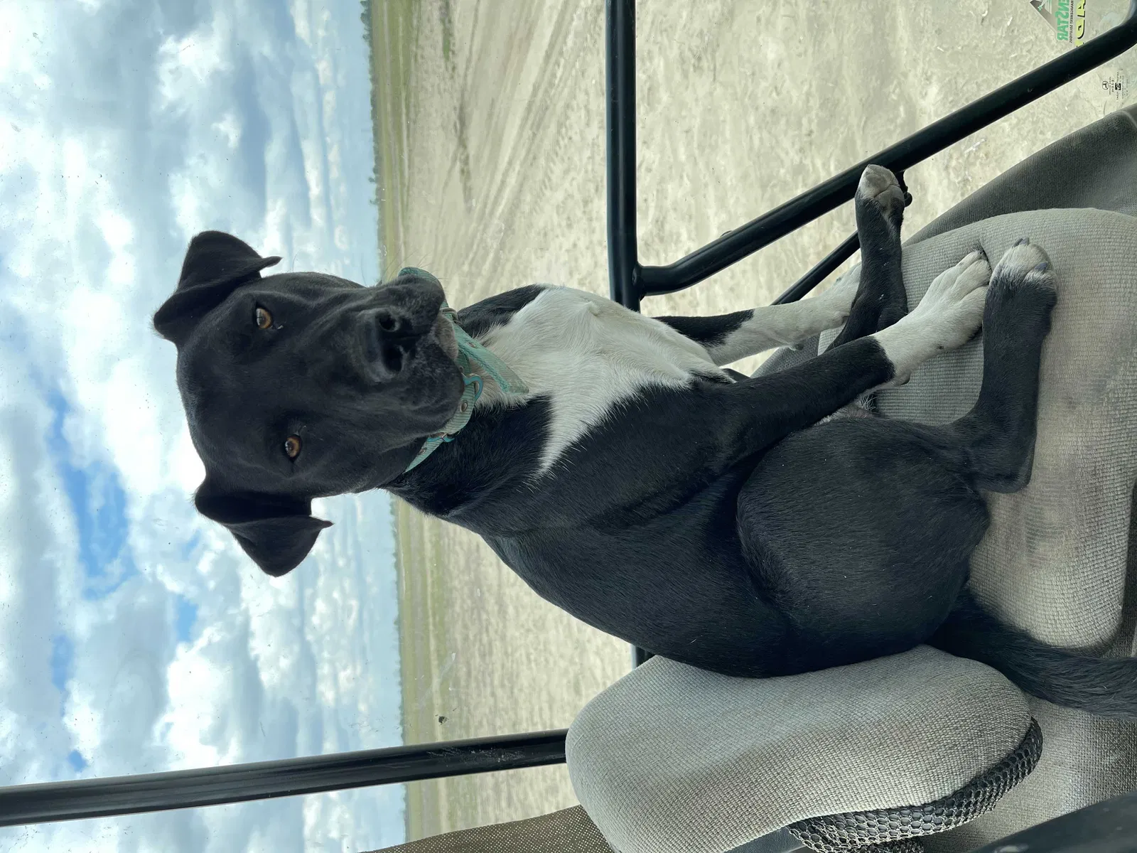 Lost dog in Batesville, MS, 38606