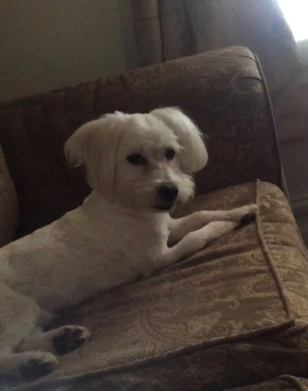 Lost dog in Pittsburgh, PA, 15221