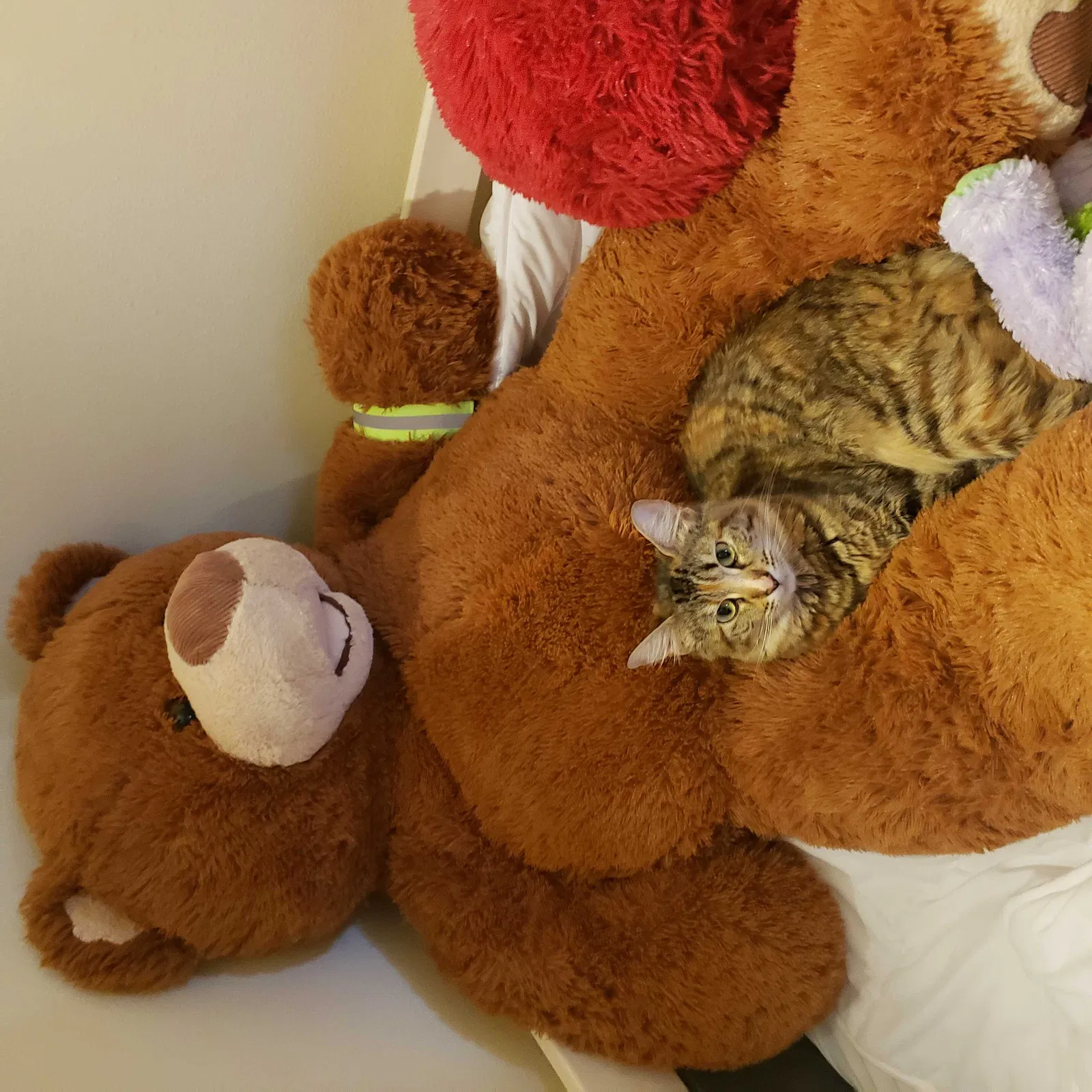 Lost cat in Burlington, WA, 98233