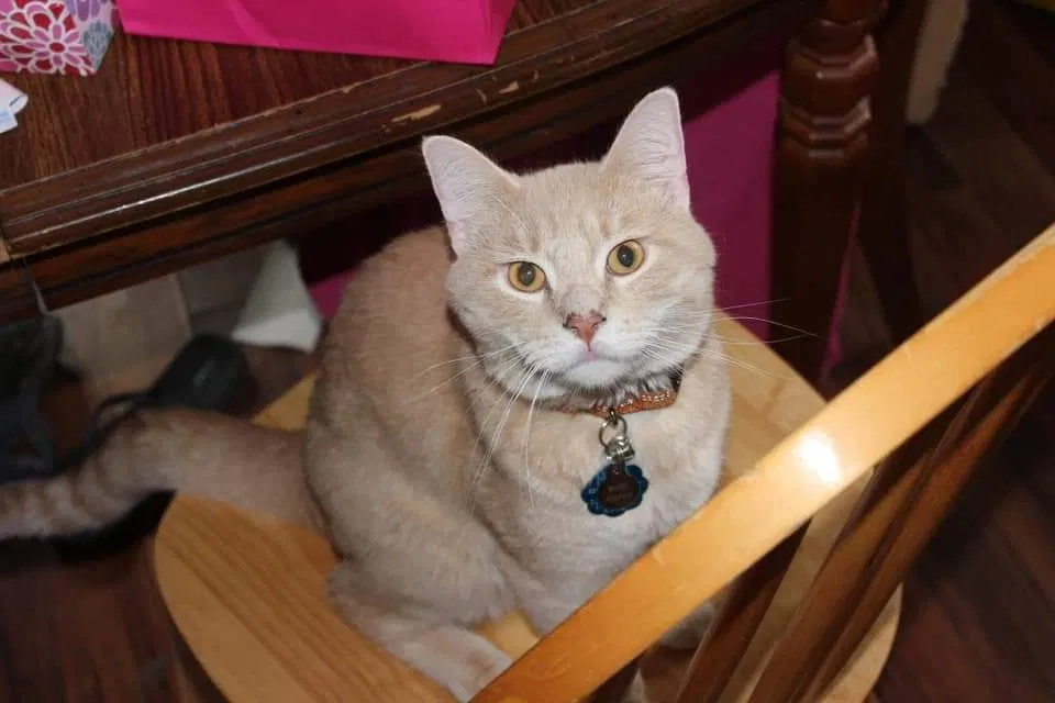 Lost cat in Lancaster, OH, 43130