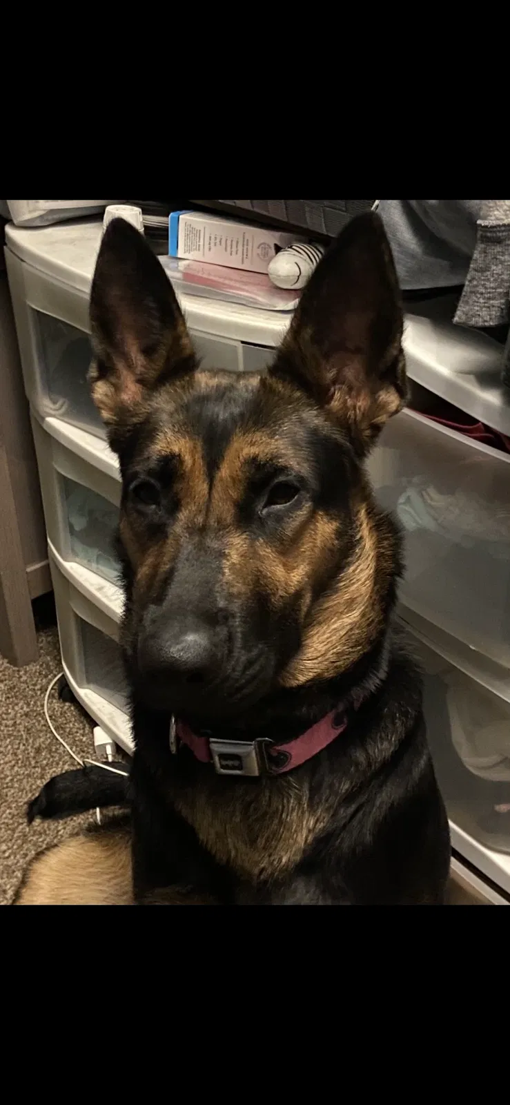Lost dog in El Monte, CA, 91732