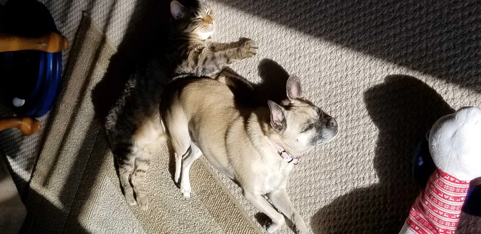 Lost dog in Chicago Heights, IL, 60411
