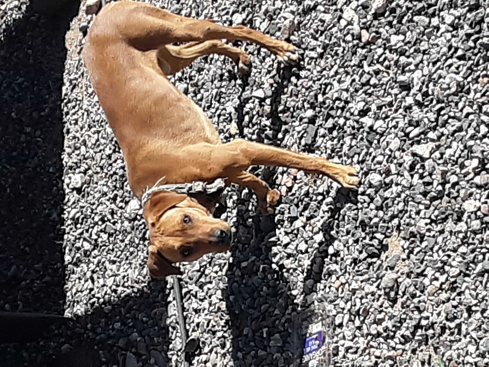 Found dog in Cottonwood, AZ, 86326