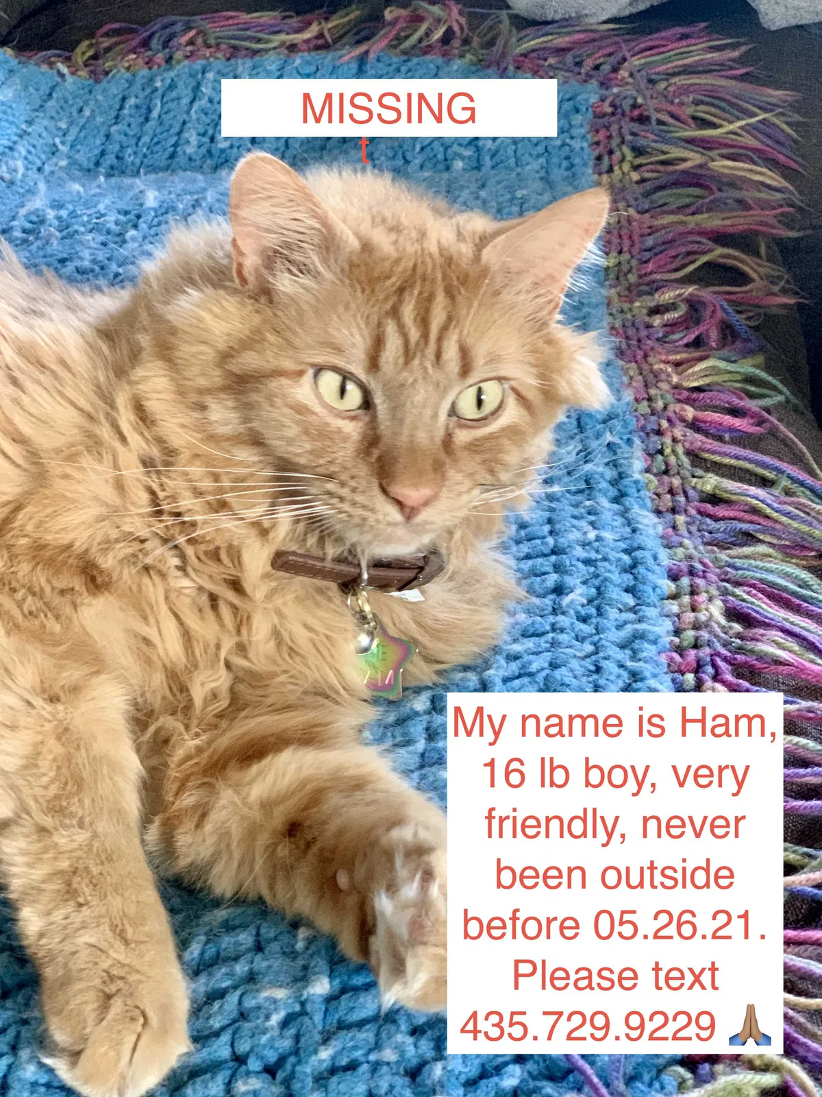 Lost cat in Park City, UT, 84098
