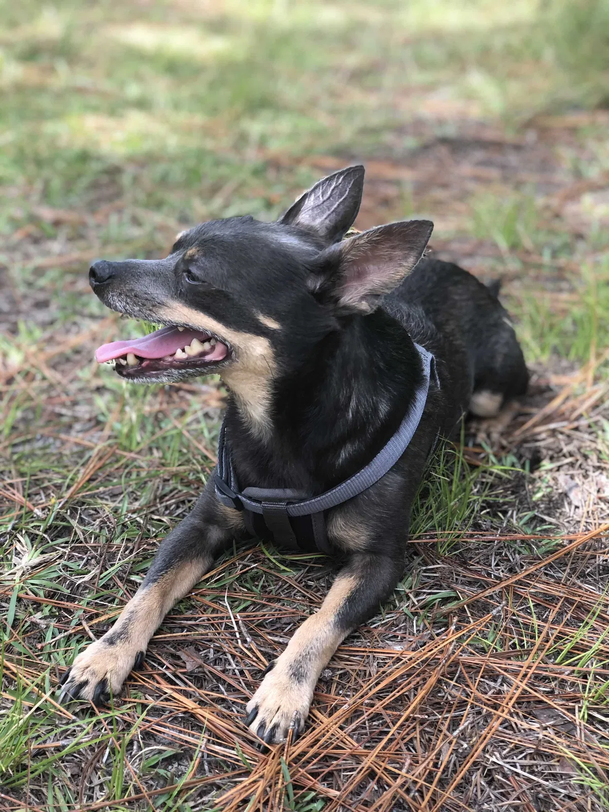 Lost dog in San Diego, CA, 92109