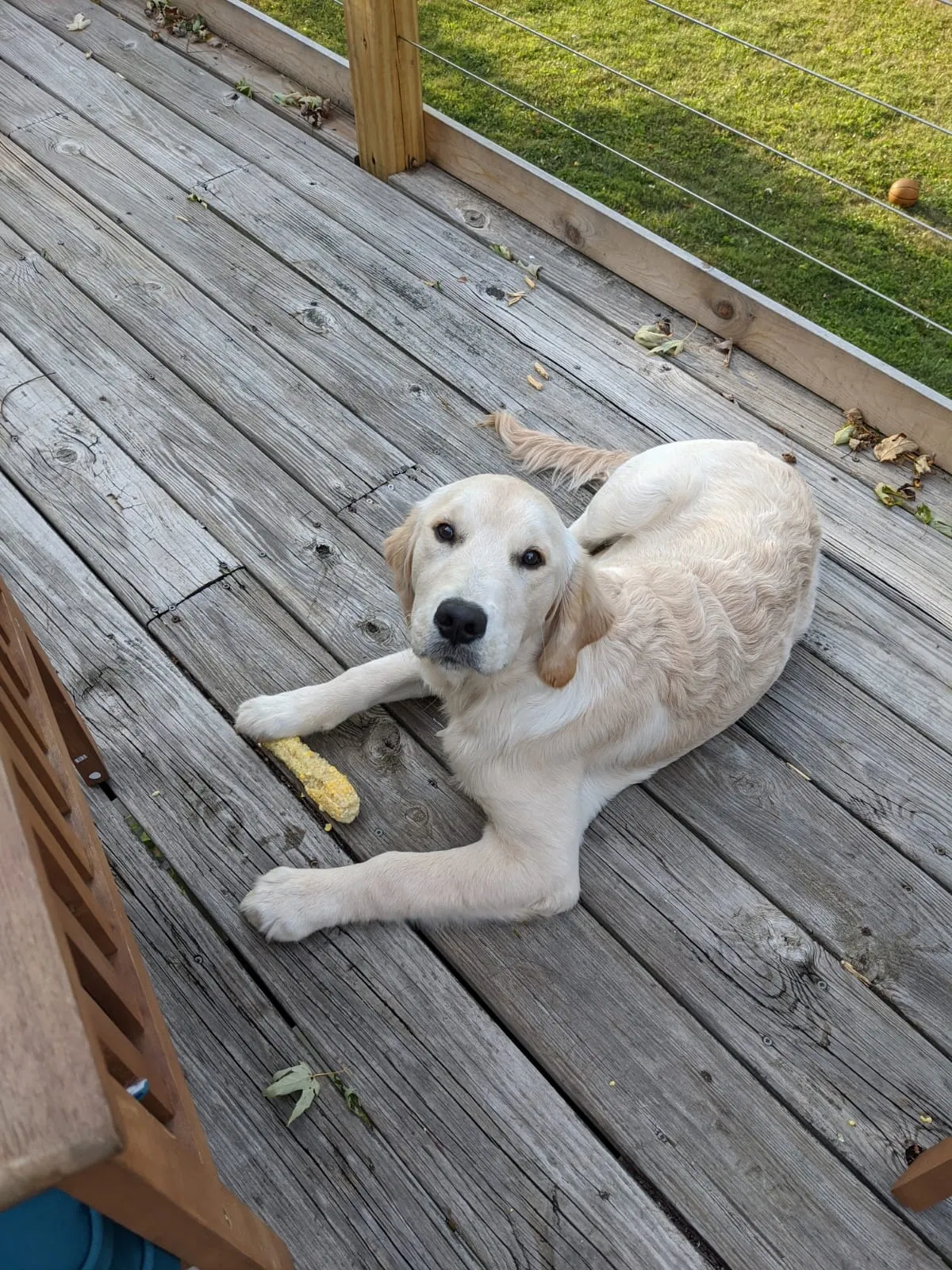 Lost dog in Greenwood, IN, 46143