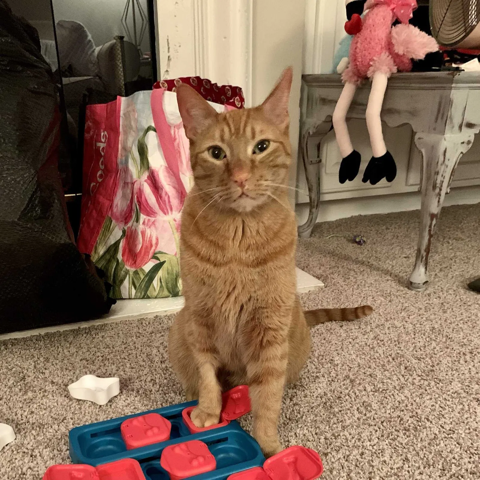 Lost cat in Alpharetta, GA, 30005