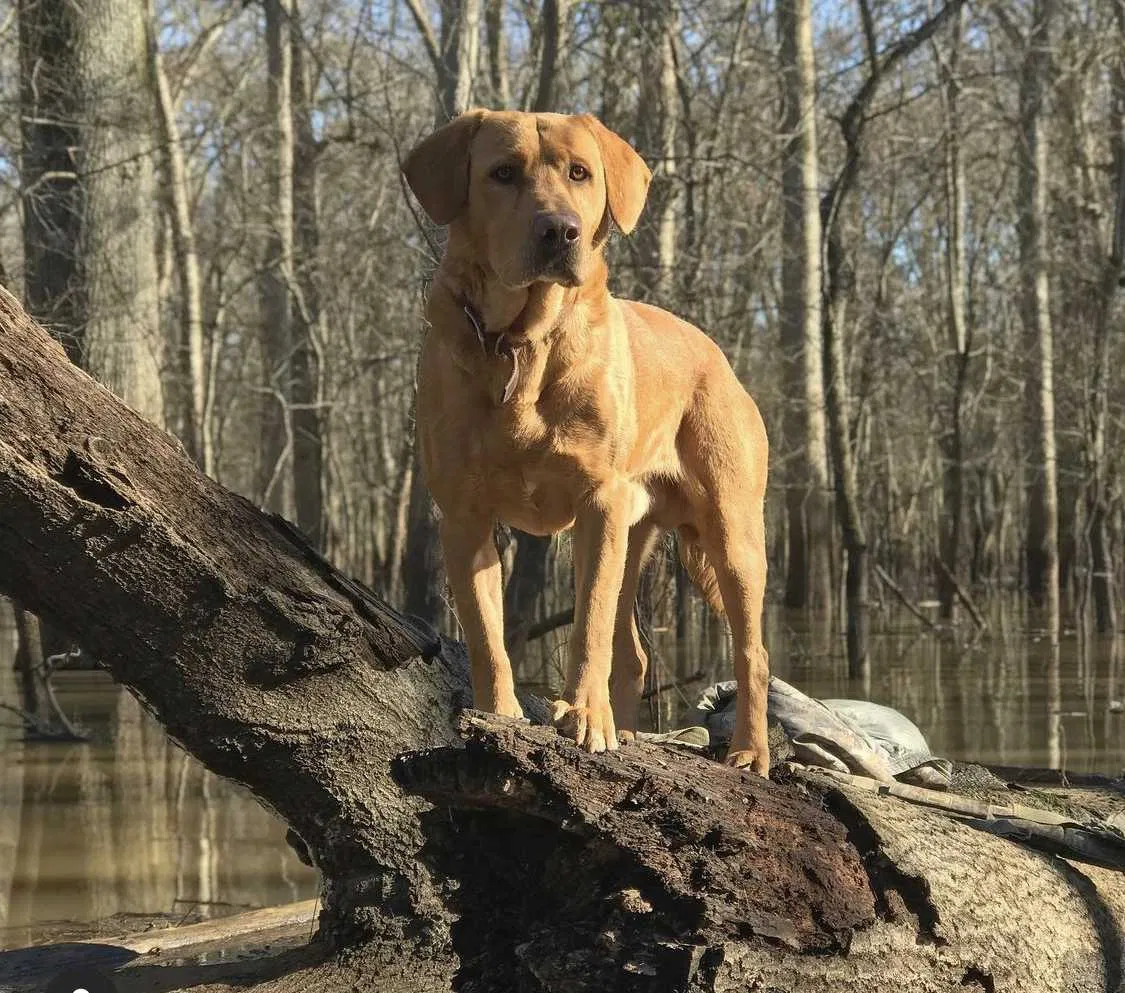 Lost dog in Munford, TN, 38058