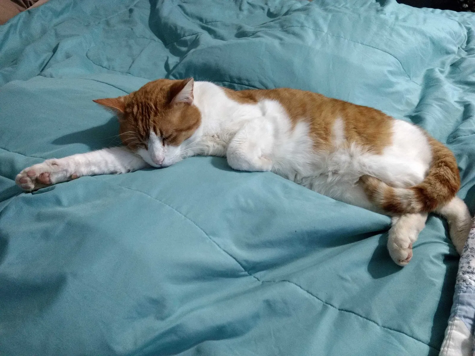 Lost cat in Lebanon, TN, 37090
