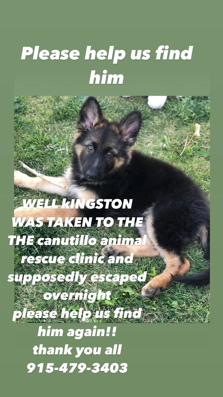 Lost dog in Canutillo, TX, 79835