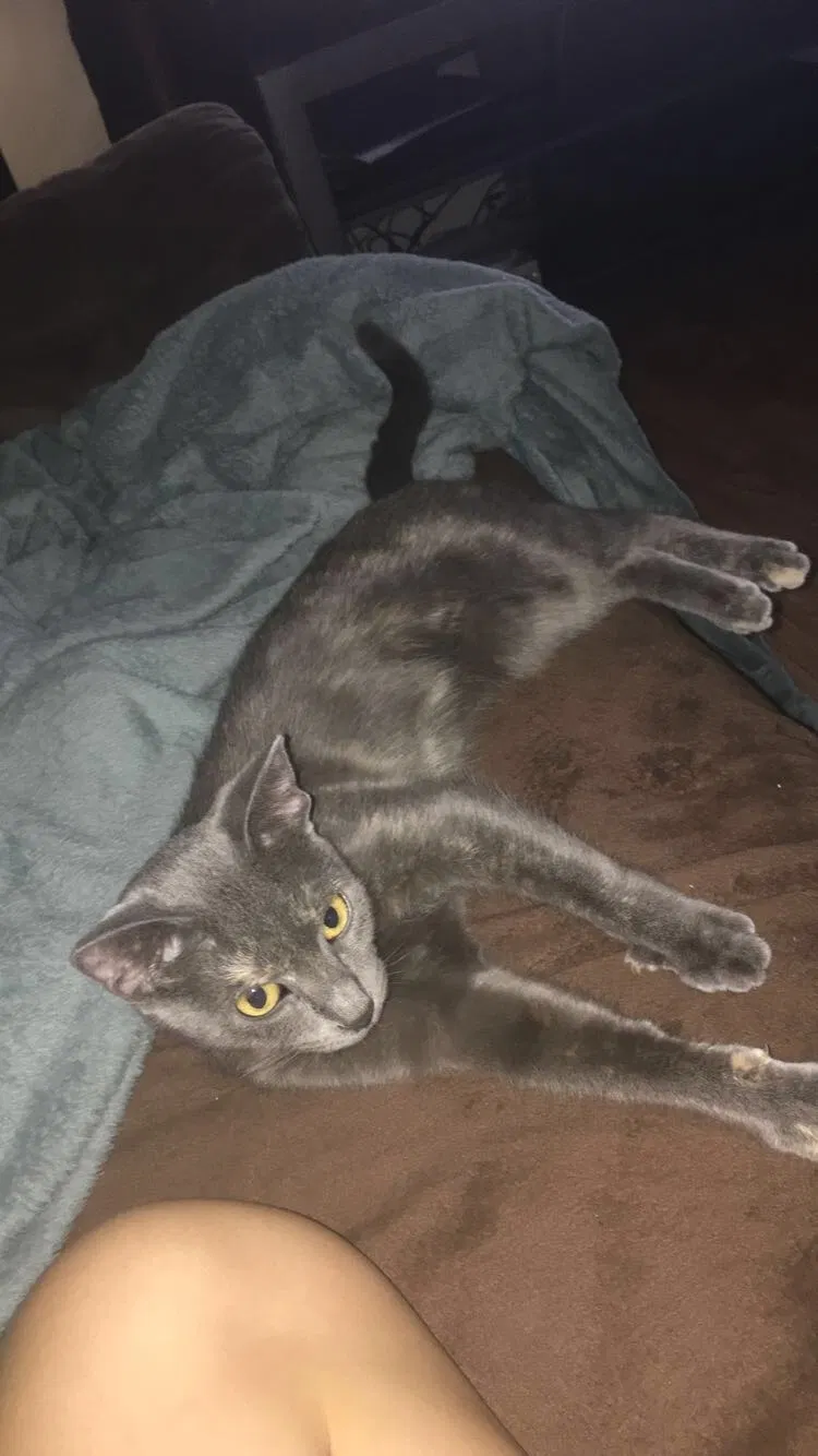 Lost cat in Saint Clair Shores, MI, 48082