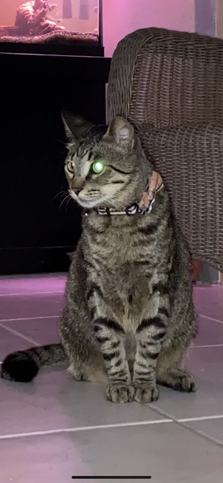 Lost cat in Palm Beach Gardens, FL, 33418
