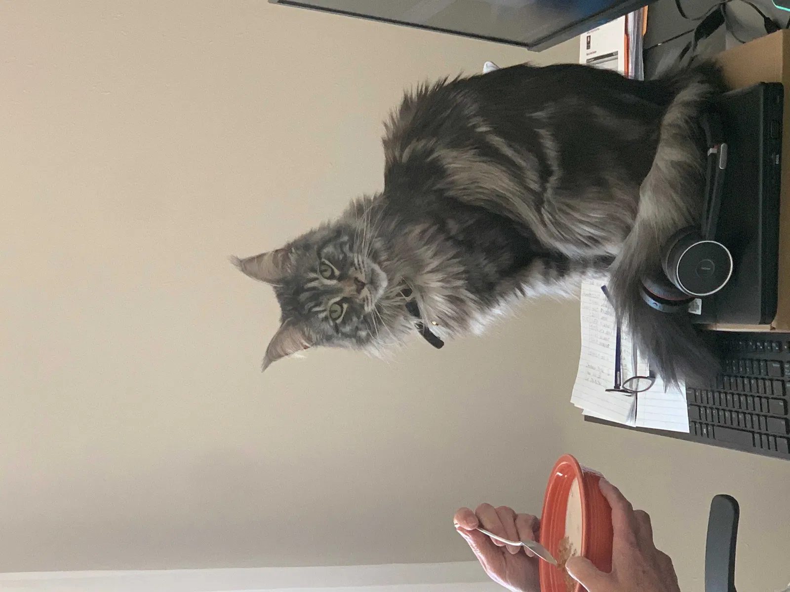 Lost cat in Portland, OR, 97230