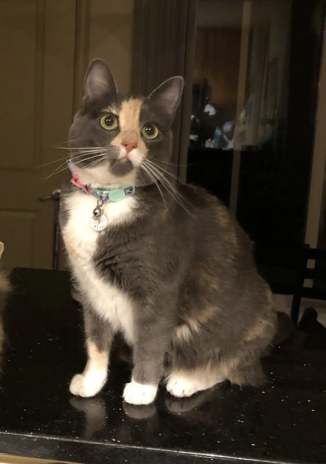 Lost cat in Kirkland, WA, 98034