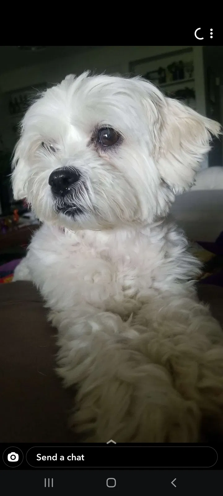 Lost dog in Hurst, TX, 76053